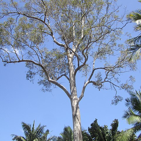 Eucalyptus major unspecified picture