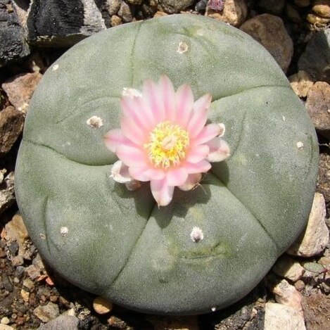 Lophophora unspecified picture