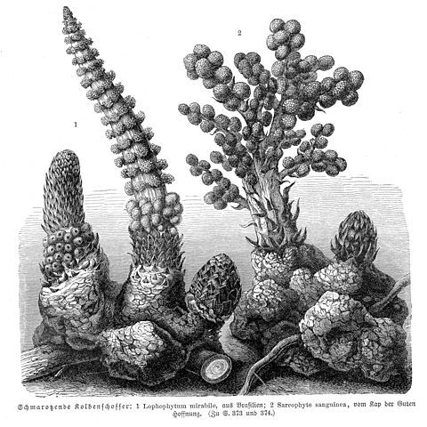 Sarcophyte unspecified picture