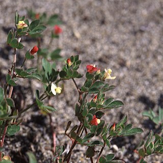 Acmispon micranthus unspecified picture