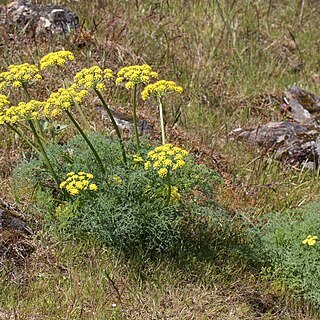 Lomatium grayi unspecified picture