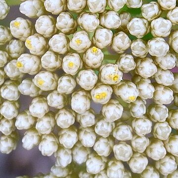 Cassinia denticulata unspecified picture