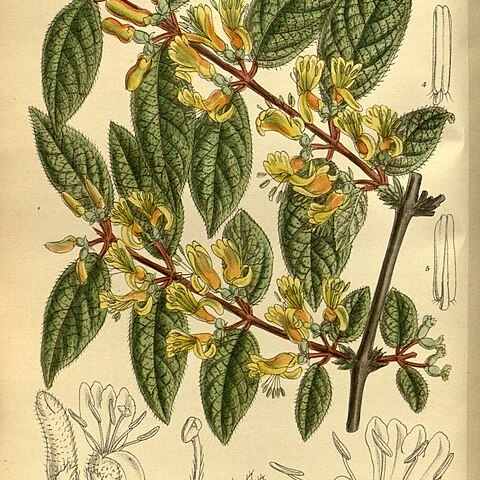 Lonicera trichosantha unspecified picture