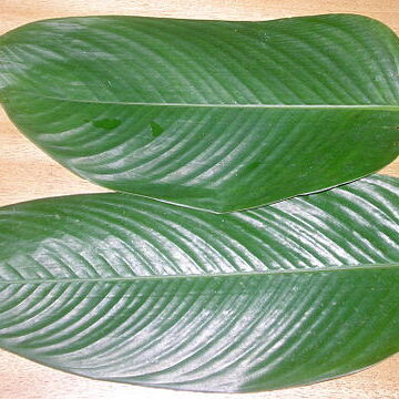 Thaumatococcus unspecified picture