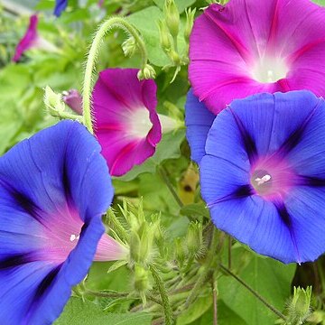 Convolvulaceae unspecified picture
