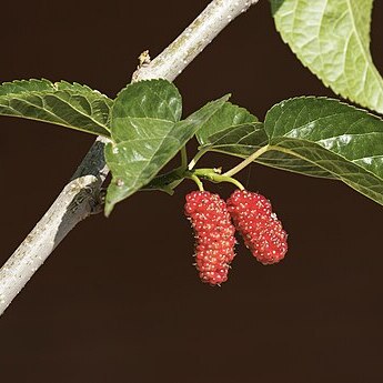 Morus unspecified picture