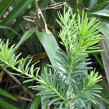 Halocarpus unspecified picture
