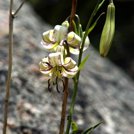 Lilium polyphyllum unspecified picture