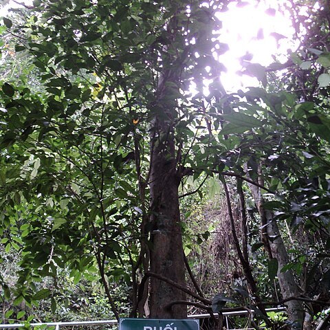 Streblus unspecified picture