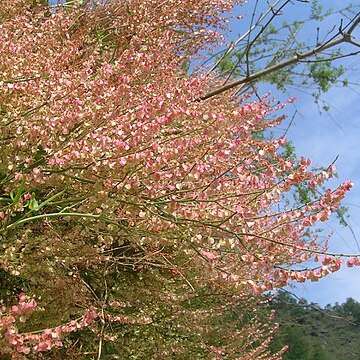 Rumex hastatus unspecified picture