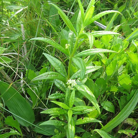 Rubia jesoensis unspecified picture