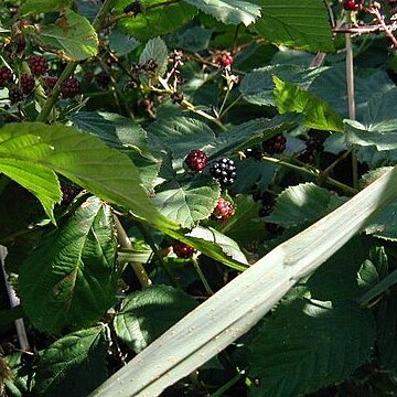 Rubus plicatus unspecified picture