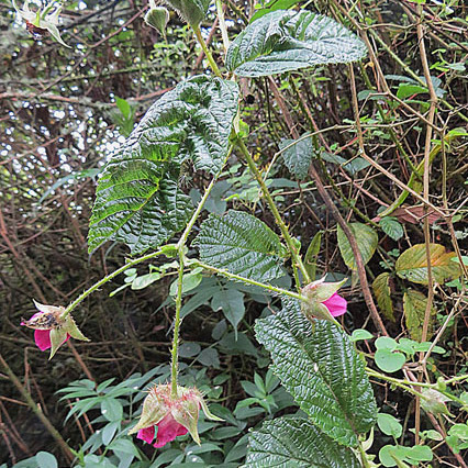 Rubus roseus unspecified picture