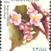 Begonia robusta unspecified picture