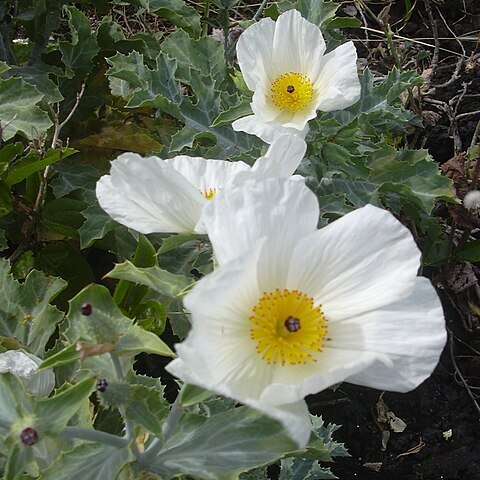 Argemone glauca unspecified picture