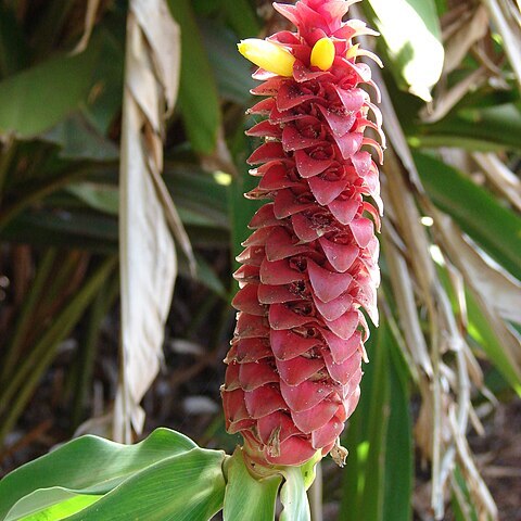 Costus comosus unspecified picture