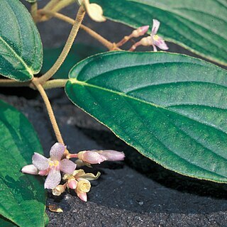 Medinilla venosa unspecified picture
