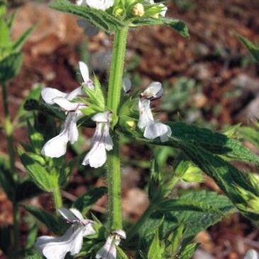 Stachys plumosa unspecified picture