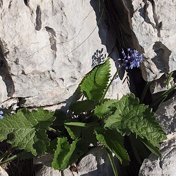 Stachys alopecuros unspecified picture