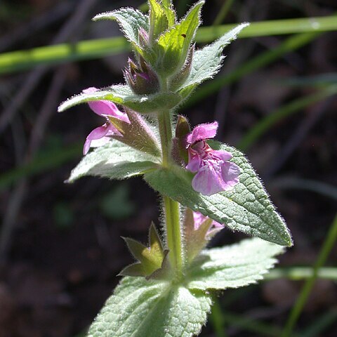 Stachys arabica unspecified picture