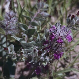 Stachys lavandulifolia unspecified picture