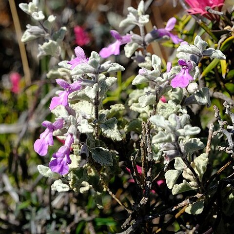 Stachys zeyheri unspecified picture