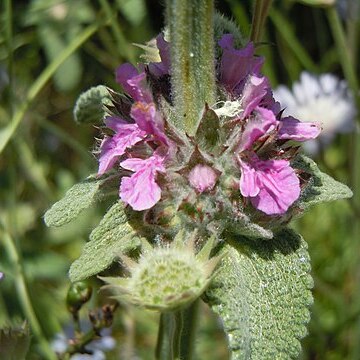 Stachys graeca unspecified picture