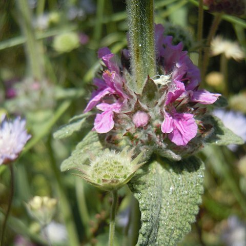Stachys graeca unspecified picture