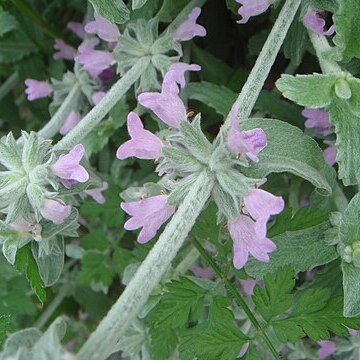 Stachys fontqueri unspecified picture