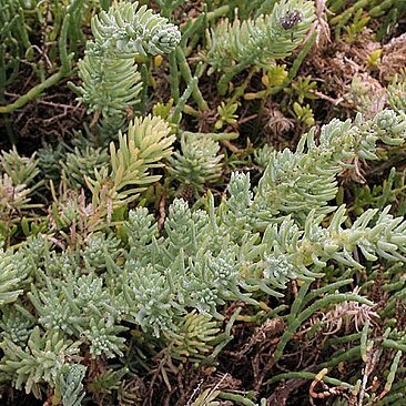 Suaeda taxifolia unspecified picture