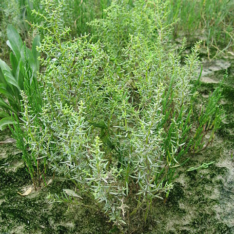 Suaeda unspecified picture