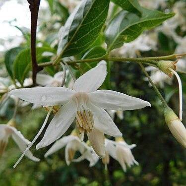Styrax formosanus unspecified picture