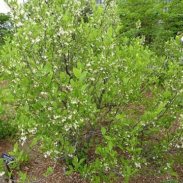 Styrax americanus unspecified picture