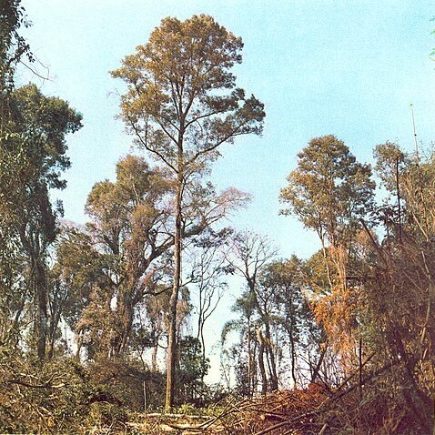 Styrax leprosus unspecified picture