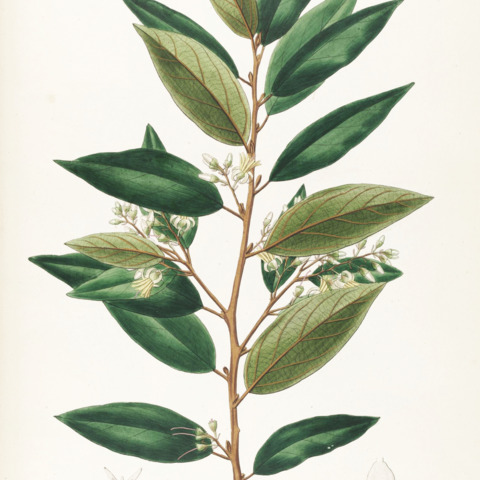 Styrax camporum unspecified picture