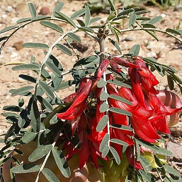 Lessertia frutescens subsp. frutescens unspecified picture