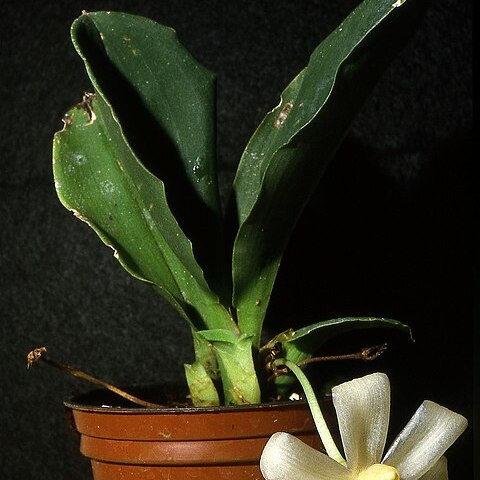 Stenia pallida unspecified picture