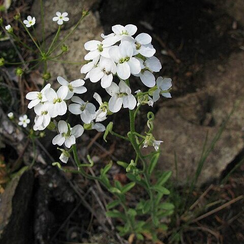 Stevenia cheiranthoides unspecified picture