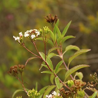 Stevia lucida unspecified picture