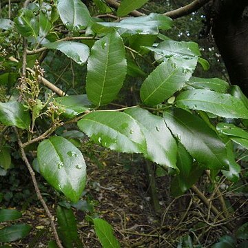 Streblus banksii unspecified picture