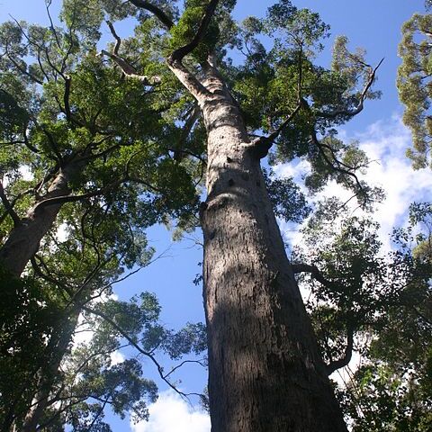 Eucalyptus jacksonii unspecified picture