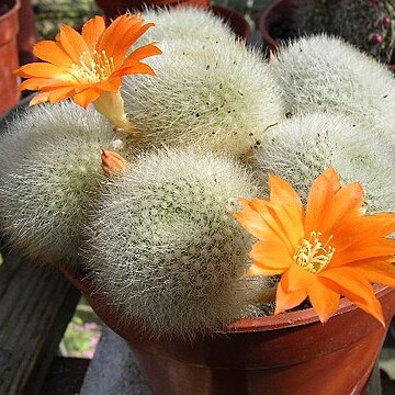 Rebutia unspecified picture