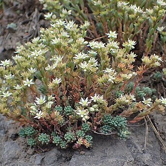 Sedum pallidum unspecified picture