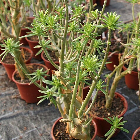Sedum frutescens unspecified picture