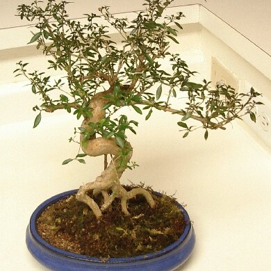 Serissa unspecified picture