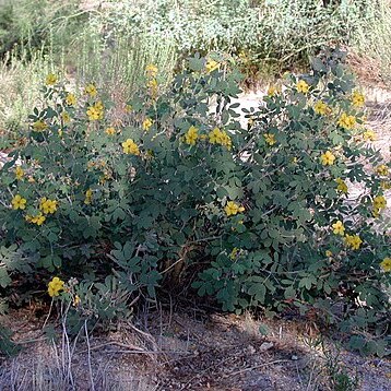Senna covesii unspecified picture