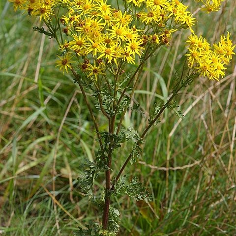Jacobaea unspecified picture
