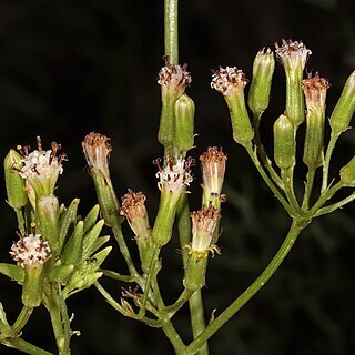 Senecio rhyncholaenus unspecified picture