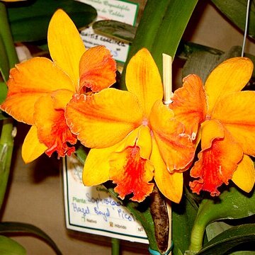 x Cattlianthe unspecified picture