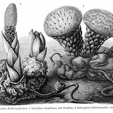 Scybalium unspecified picture